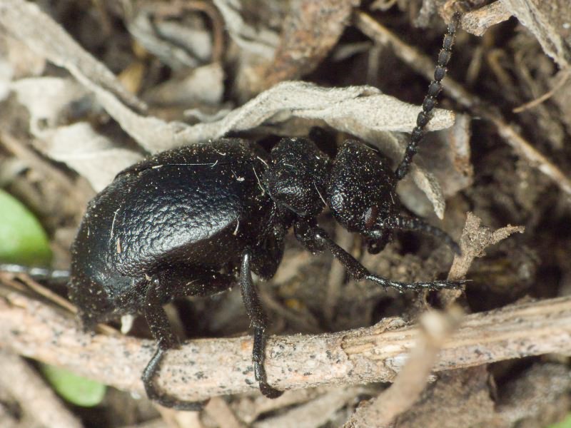 Insecta Linnaeus, 1758